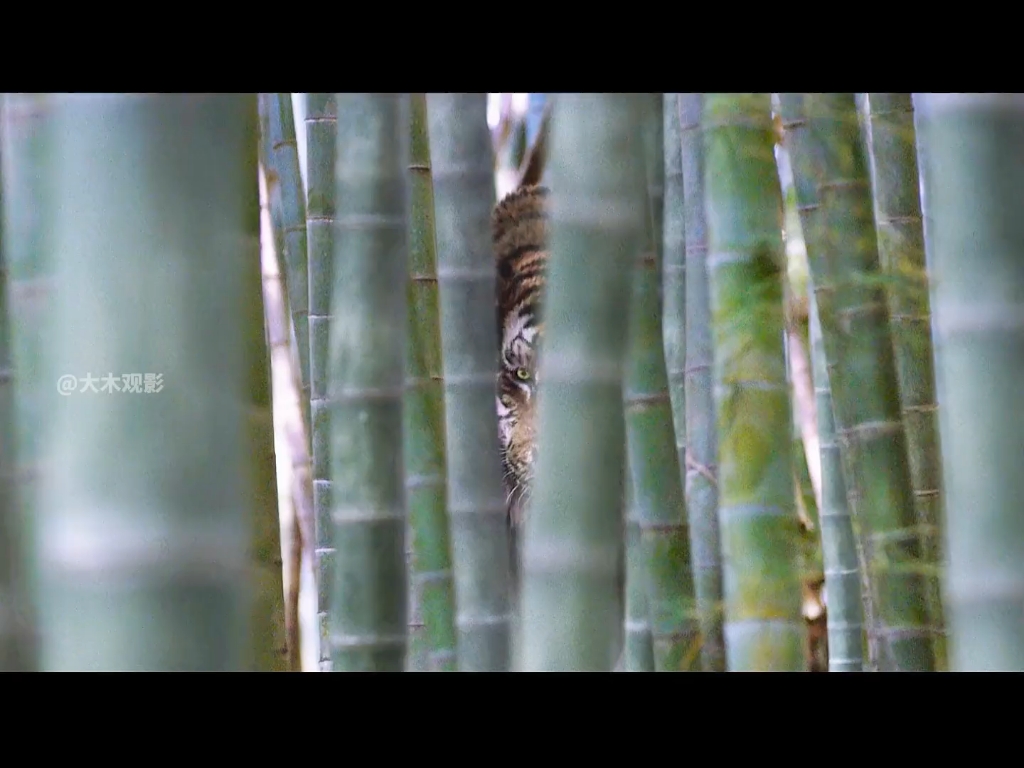 猎人打死了母虎，却放过了幼虎，结果造就了一代山君 #韩国电影 #电影解说 #老虎 #我的观影报告