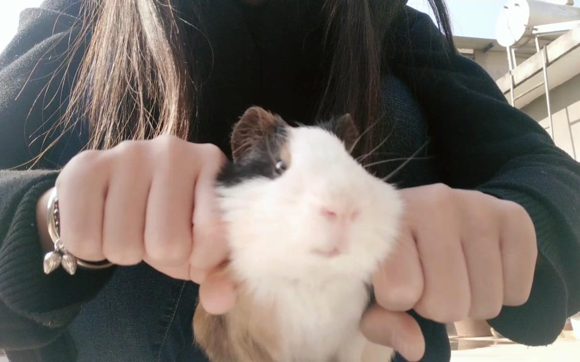 【荷兰猪】我真的是来搞笑的
