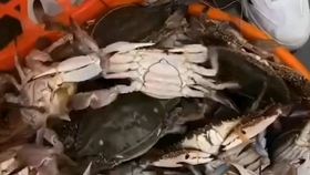 a8f521b322398dc50c54b5751c62f7d28e9eb908.jpg@280w_158h_1c_100q.jpg