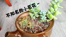 多肉小视频搞笑 a8f82c6eec5c5da9f9a18b081357f2af12b28547.jpg@280w_158h_1c_100q.jpg