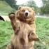 路遇一只大熊，竟然会和人类打招呼！