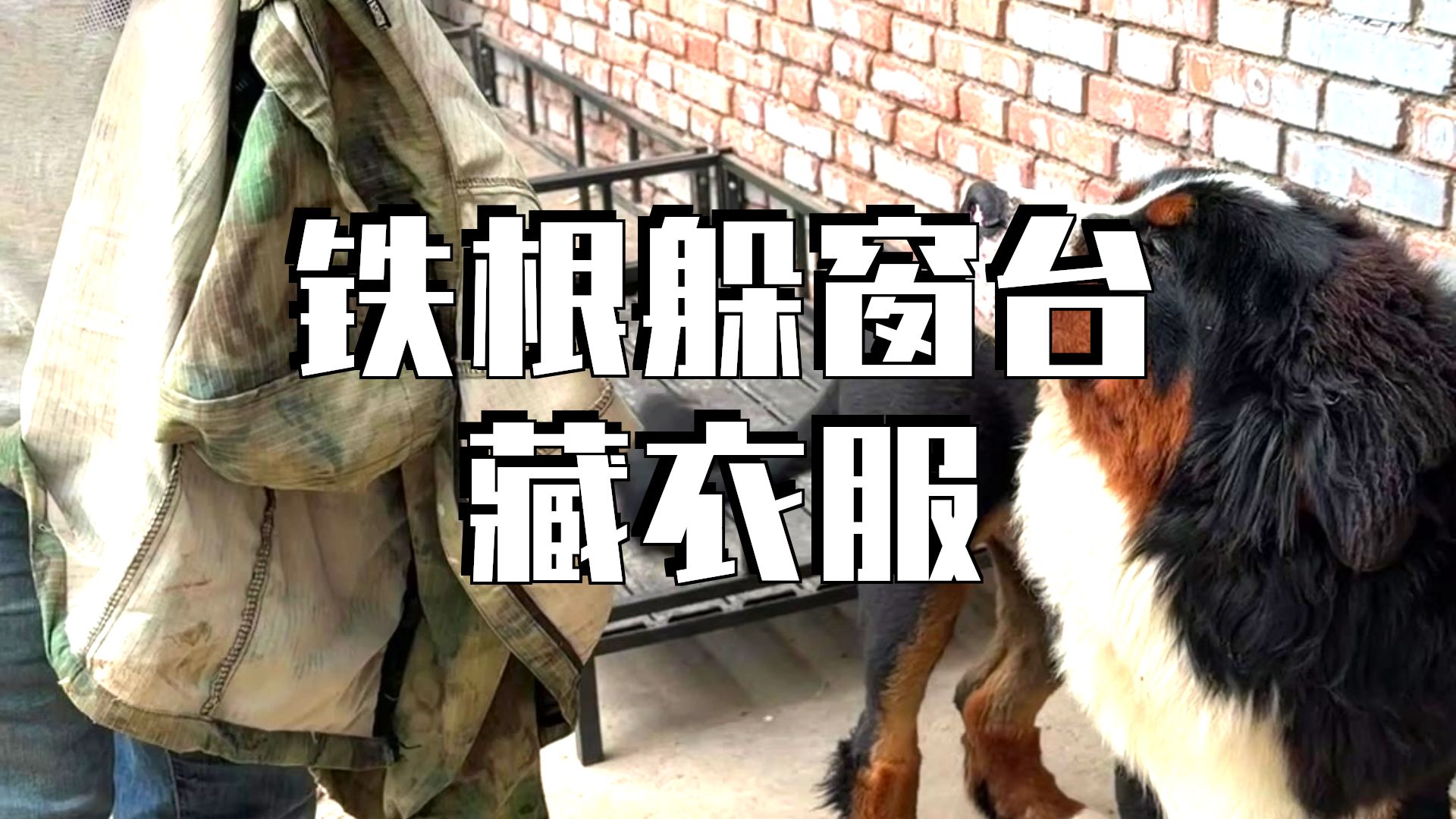 咬厂长衣服的嫌疑犯，跑不了小九和铁汁，九的嫌疑最大