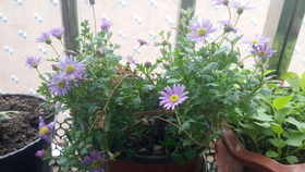 a9150423bc25faeba41c373dbce2408ec2443859.jpg@280w_158h_1c_100q.jpg