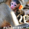 最小的猴妈妈抱着一只刚出生的小猴