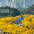 黄花风铃木，春天广州里的黄金花海