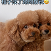 不喜欢洗澡的狗子，却每次洗完澡后就偏爱拍照