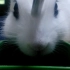 【兔兔】当一只兔子终于学会用滚珠水壶喝水