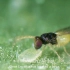 粉虱的生物防治-丽蚜小蜂Biological control of whitefly-Encarsia formosa