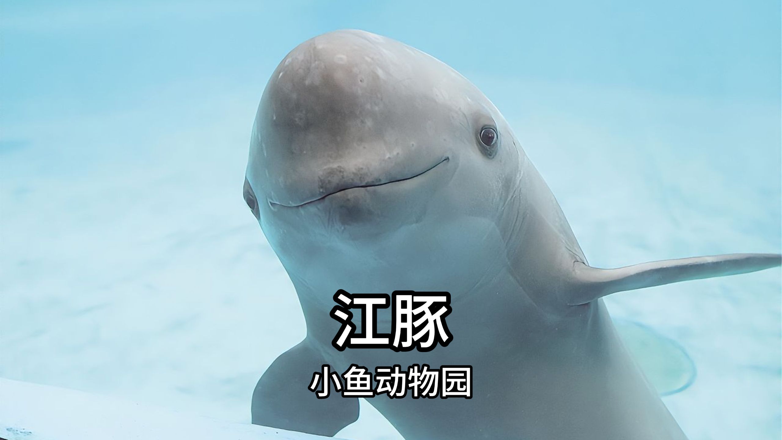 江豚：笑是一种礼貌，也是一种警告 牢底坐穿鱼