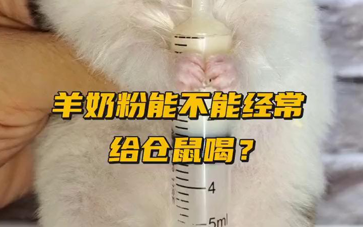 【胖墩】羊奶粉能不能经常给仓鼠喝？
