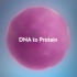 从DNA到蛋白质||From DNA to protein