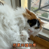 结果就是！没事别瞎给猫剃毛