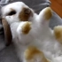 【垂耳兔】兔宝宝仰面朝天抱抱