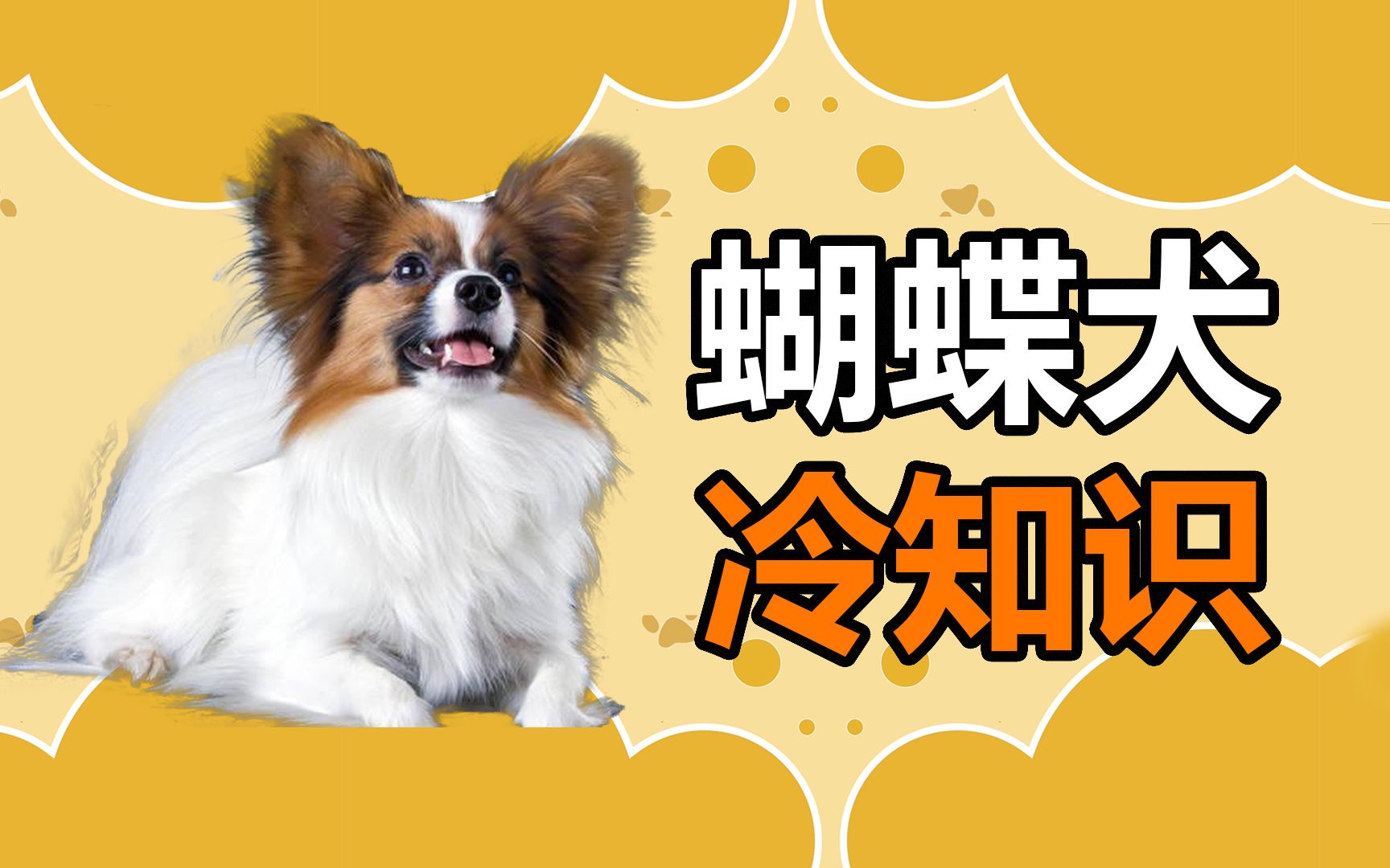 宠物冷知识：蝴蝶犬是一只比对象更爱吃醋的狗狗，贪吃又爱打架！
