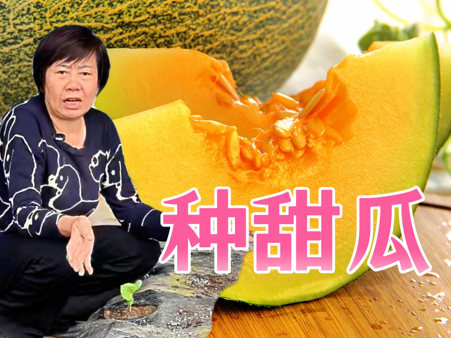 种甜瓜 没那么难！不信来看看