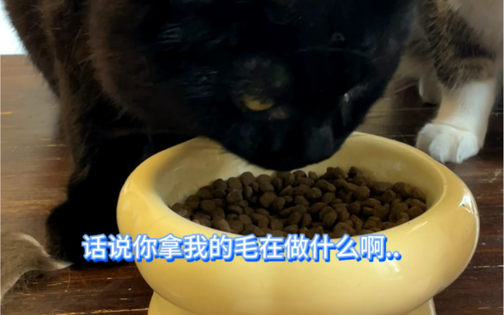 当我用其他猫的毛给无毛猫做衣服 Caesar Cat Caesar Cat 哔哩哔哩视频 4759