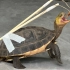 龟龟永动机……一定要看到最后！
