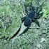【野外观察】世界最大的节板蛛野外原生环境记录，八纺蛛属黑武士