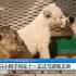 十一逛郑州动物园有惊喜，“信用极好”可免费游！你喜欢的都有
