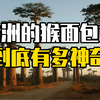 非洲的猴面包树到底有多神奇