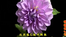 一生痴恋简谱_儿歌简谱(3)