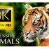 世界上最美丽的动物8K超高清 - 令人印象深刻的野生动物