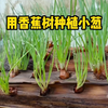 在香蕉树上种植小葱，你会有意想不到的收获
