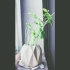 【延时摄影】永远向光生长的植物如你一般向往美好