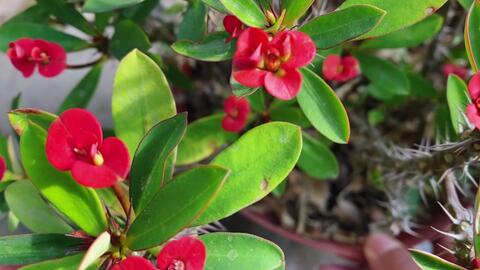 南方适合种什么花一年四季 aa0fc706f924c5e72505416a67abffc8d5af86d8.jpg@480w_270h_1c