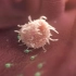 【高清医学动画 】＋细胞大战—巨噬细胞追踪吞噬大肠杆菌