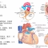 系统解剖学-心血管系统之心的内部结构