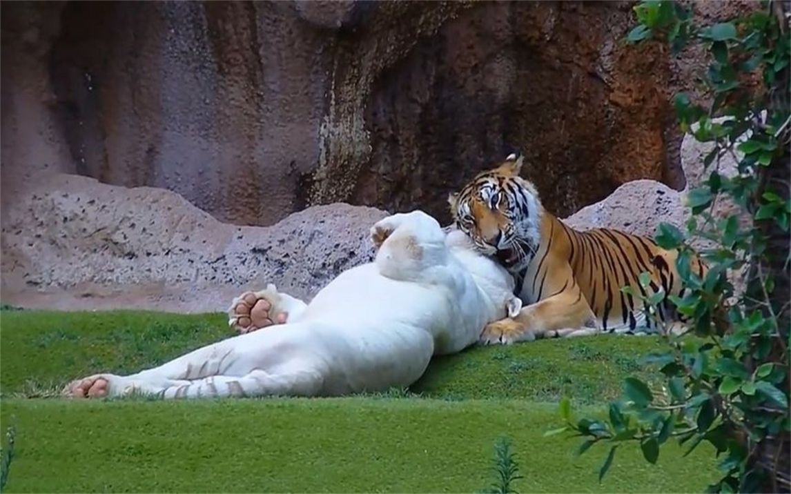 饲养员怕老虎太孤单，送进去一头异性白虎，第二天一看哭笑不得