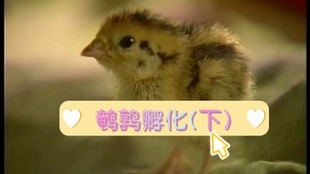 aa3666eb3effd72cdb89c4d99f47a6a7c44a979d.jpg@310w_174h_1c_100q.jpg