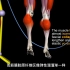 【跳绳运动】Anatomical Analysis + Active Muscles