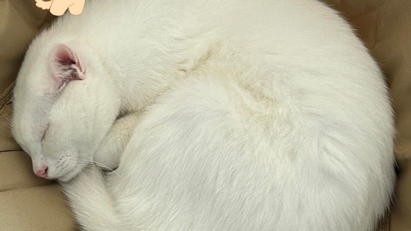 酥哥会梦见焦糖收会员费么？