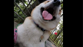 狗为啥喜欢坐电动车 aa81e94f56da9ec424778b6709027a56c7211d70.jpg@280w_158h_1c_100q.jpg