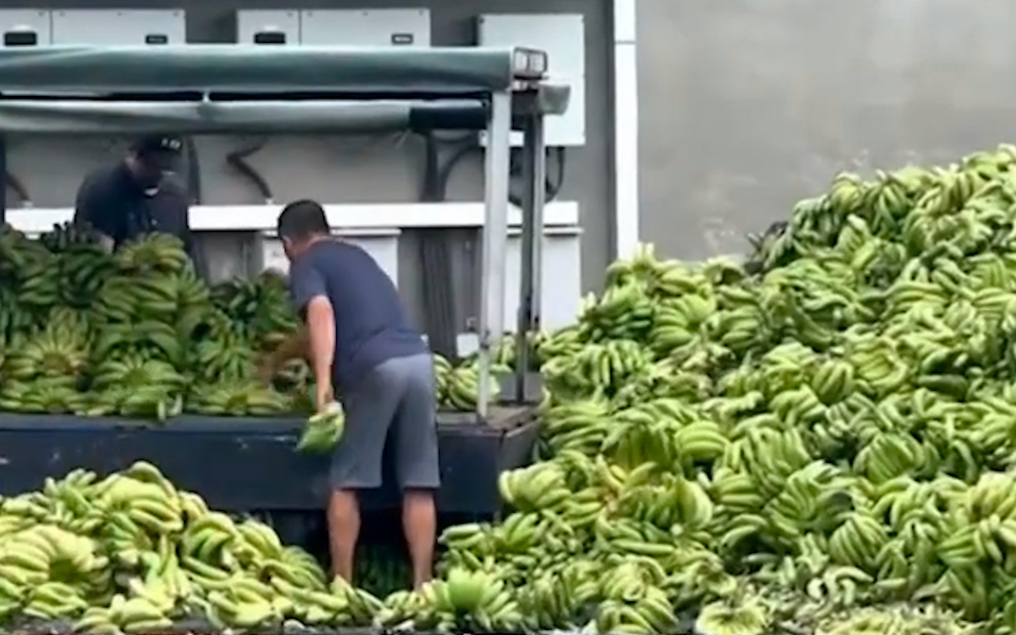 台湾香蕉价格崩跌：蕉农被迫贱卖喂猪，有人嫌麻烦直接倒掉