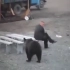 人vs熊 - Man vs Bear Compilation - Crazy Close Call Videos - F