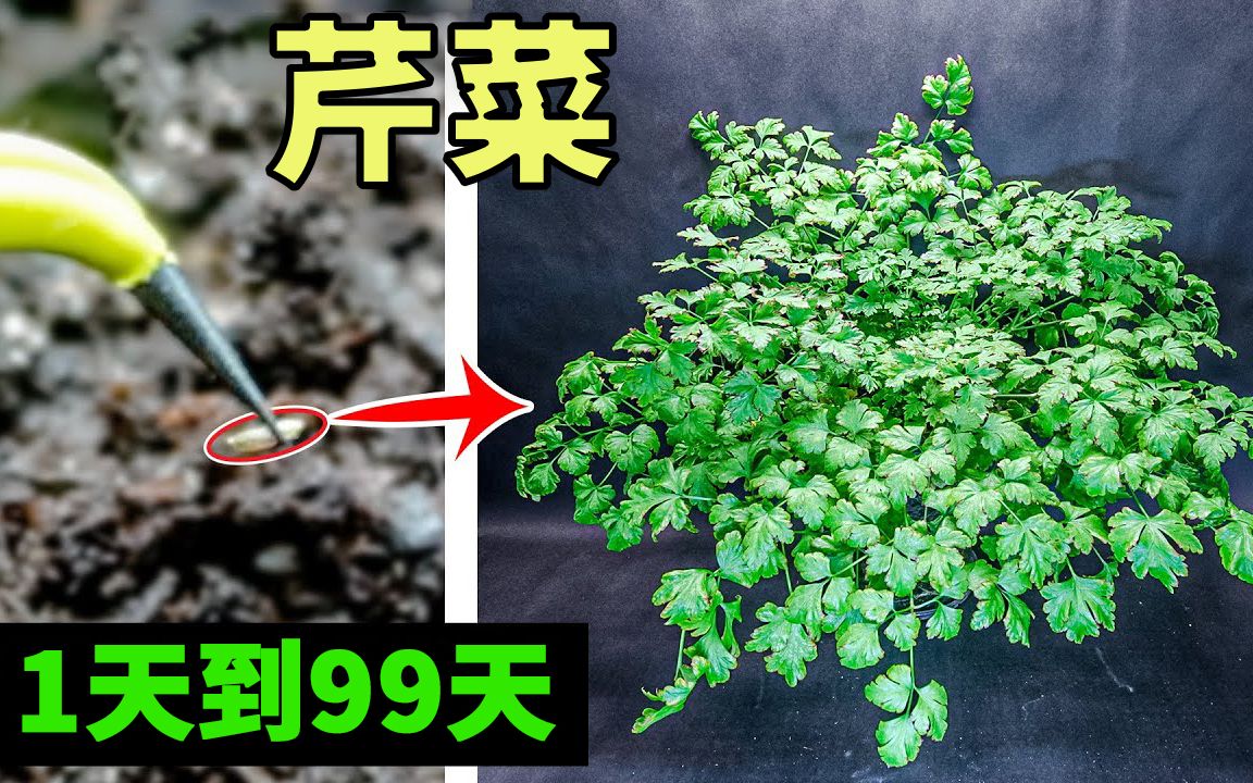 一个种子，能长比它大多少倍？1天到99天，看芹菜绝处逢生