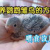 手养鹦鹉雏鸟的方法（喂食