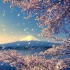 【四季混剪|风景向】日本之春：富士山下看花天，樱飞九万九千——富士与樱花的绝景！