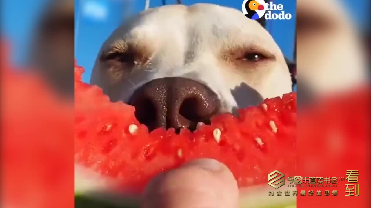 萌萌小动物们吃西瓜 夏天就是这么爽歪歪