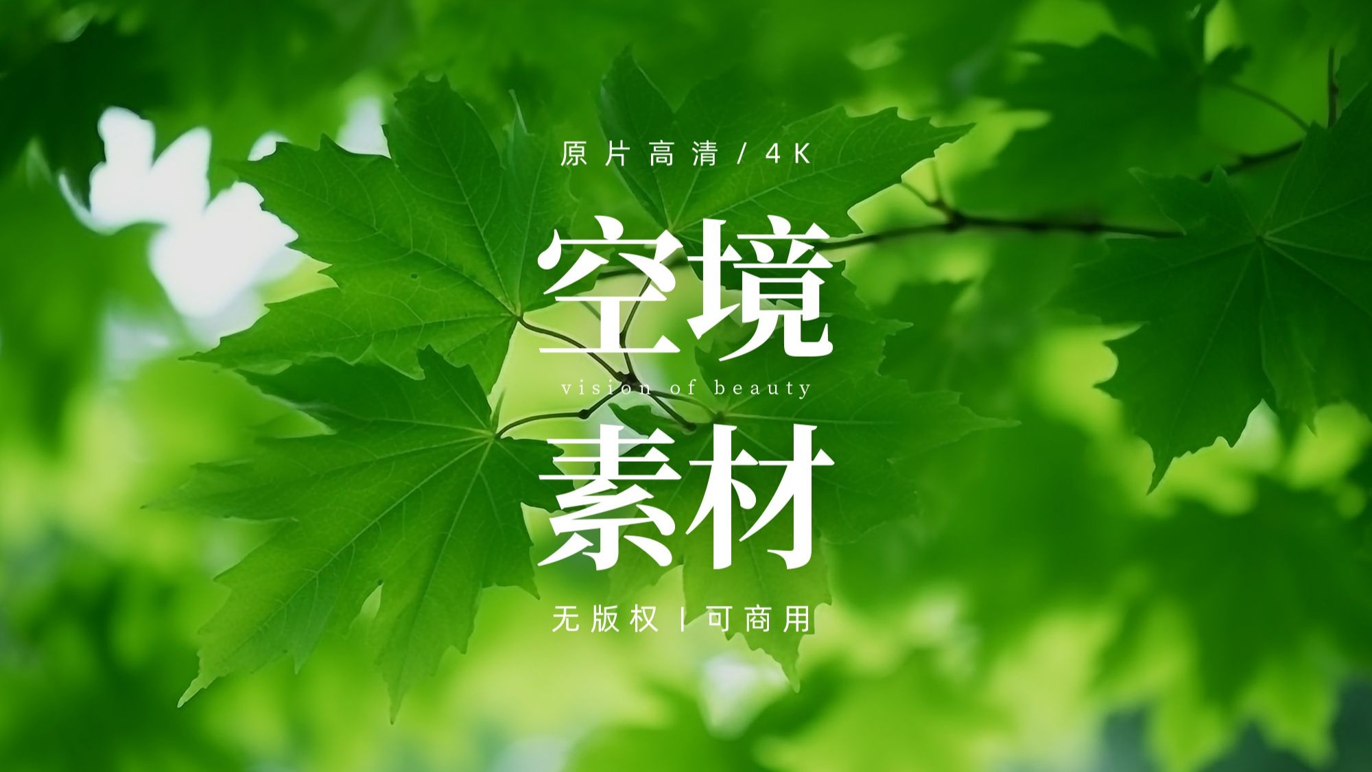 【免版权空镜】阳光绿植植物树叶视频素材