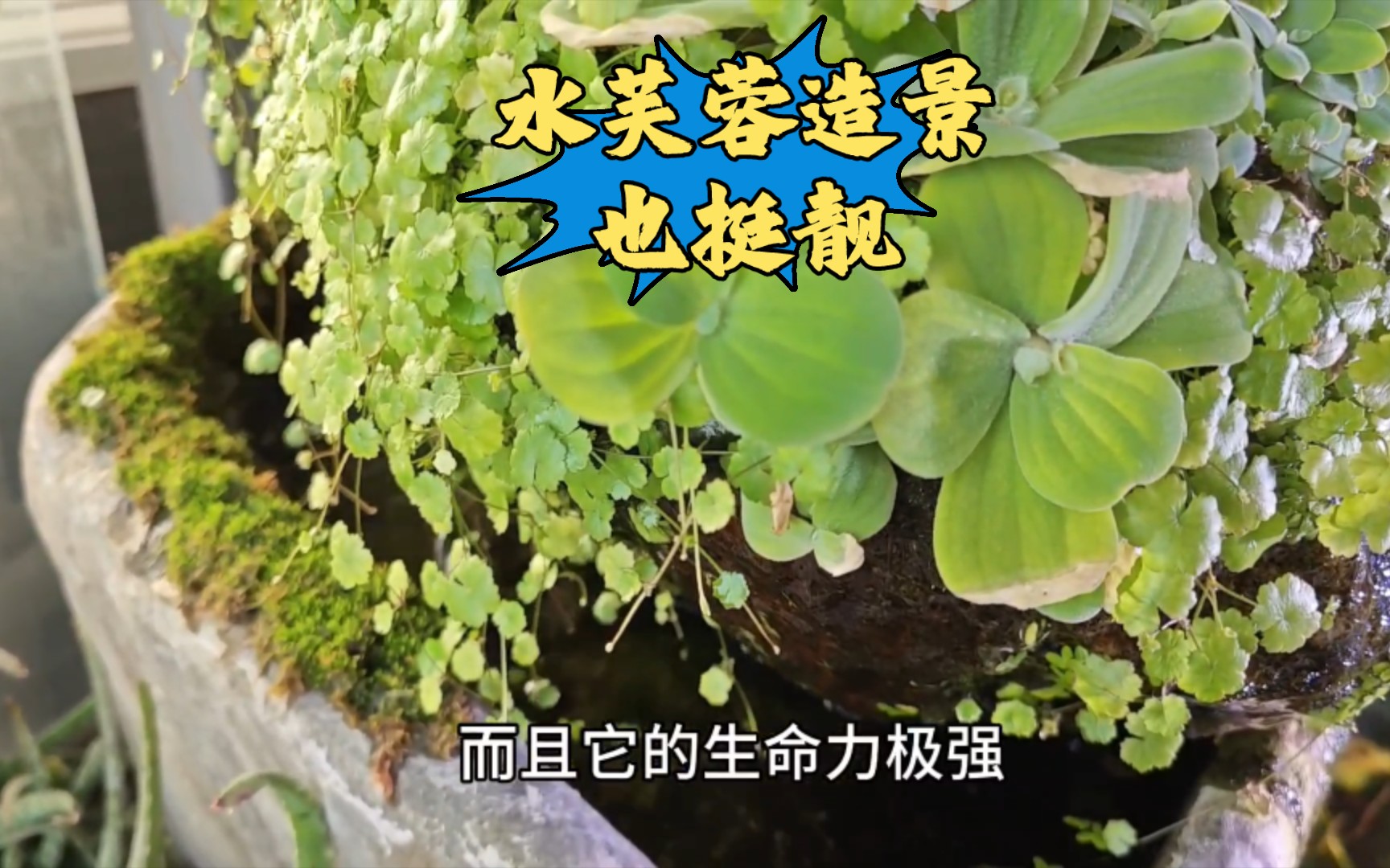 水芙蓉不仅可以做浮萍，还可以给鱼缸造景