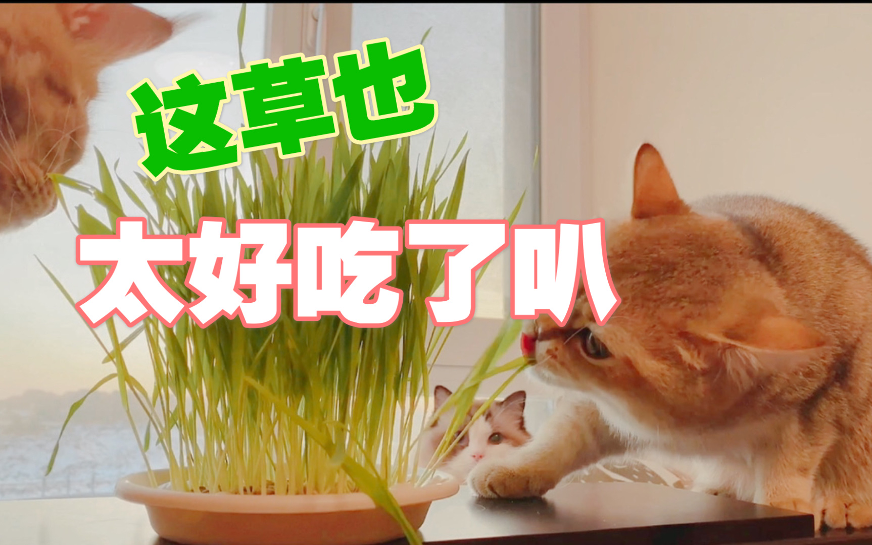 来一盘无土栽培的猫草吧 哔哩哔哩 つロ干杯 Bilibili