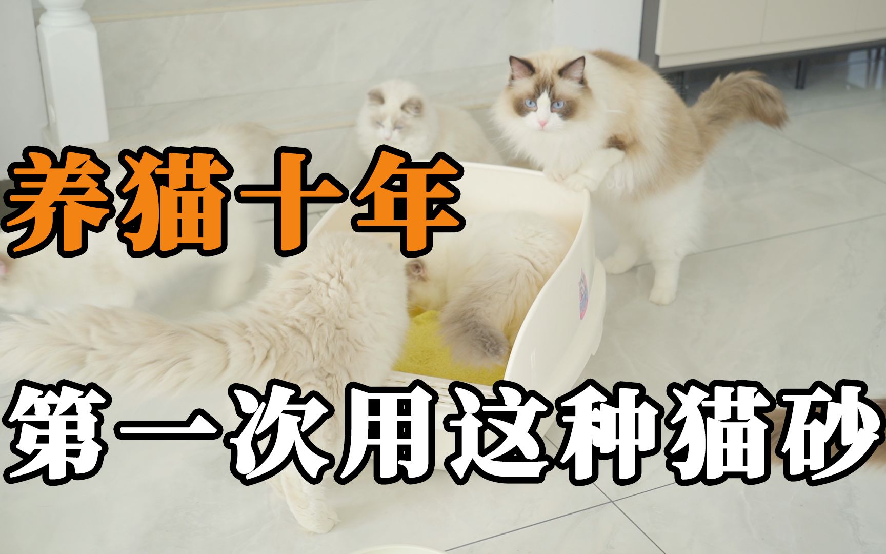 小米猫砂好用吗？西西来了猫砂使用体验