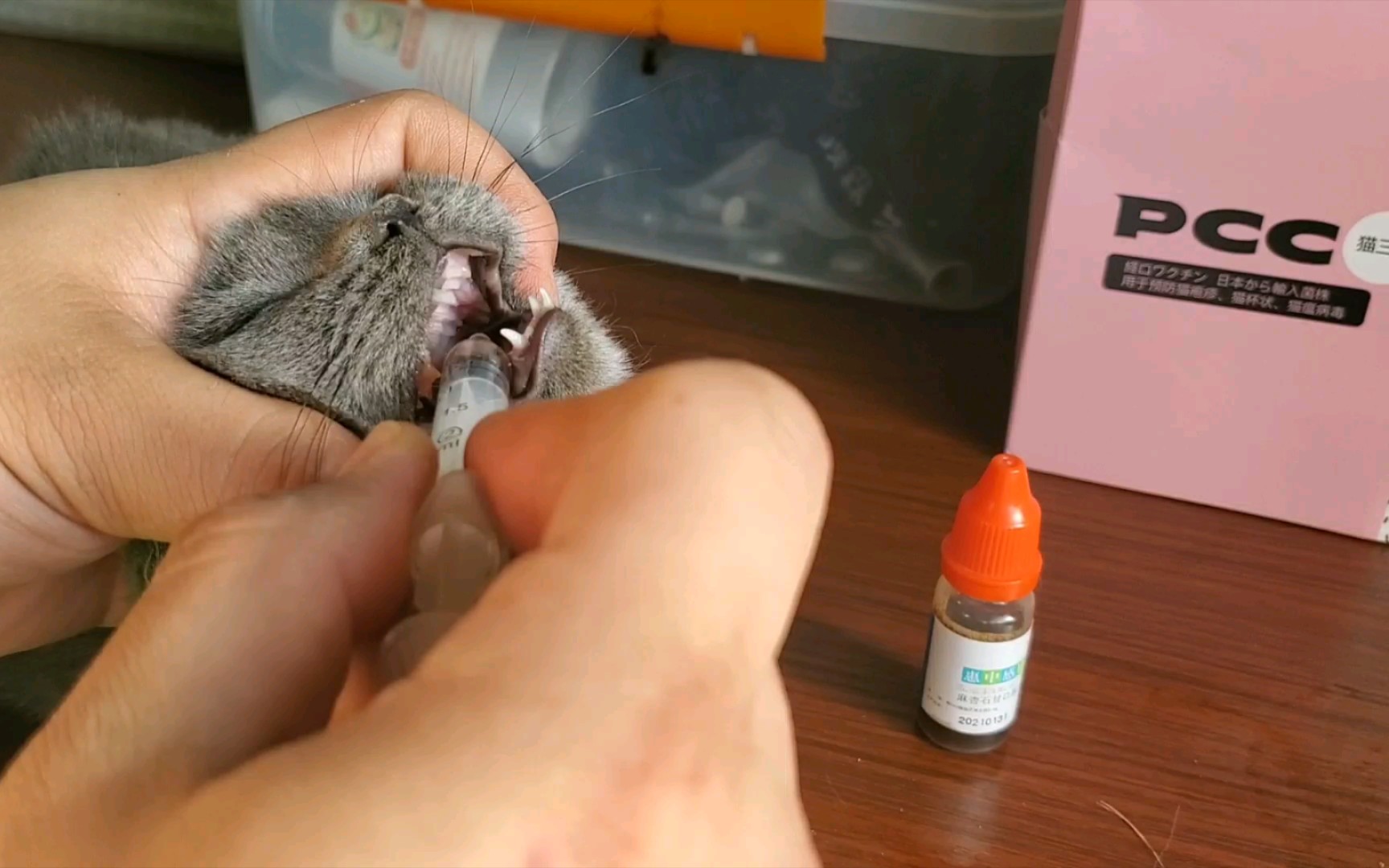 如何给猫喂药【液体篇】