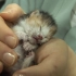 【韩国超感人救助】猫妈妈深陷丧子之痛，医生送给她一只小猫，意想不到的事发生了...（中文字幕）