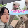 鸵鸟身上的三个“没有”，你知道吗？来看看直播间大聪明们是如何回答的