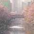 超美！东京2021年目黑川樱花雨